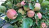 apfel