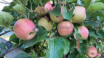 apfel