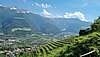 Weinbau