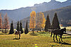 15 Valdaora di sopra web