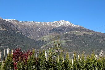 IMG_7781