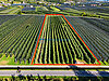 Geometrische Obstplantage aus der Luft