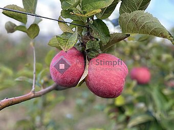 IMG_2589