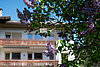 20 AUR1636 Lot View Detail web