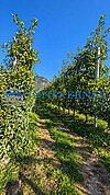 Obstwiesenpfad mit Bergblick