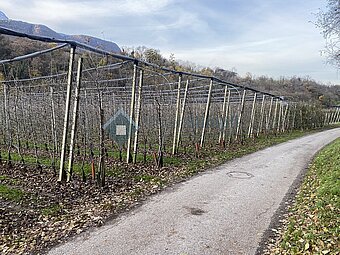 IMG_2967