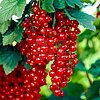 Johannesbeeren