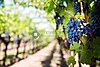 grapes-553463_1920
