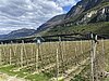 IMG_2256