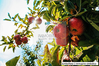 pexels-shottrotter-574919