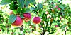 Apfel rot