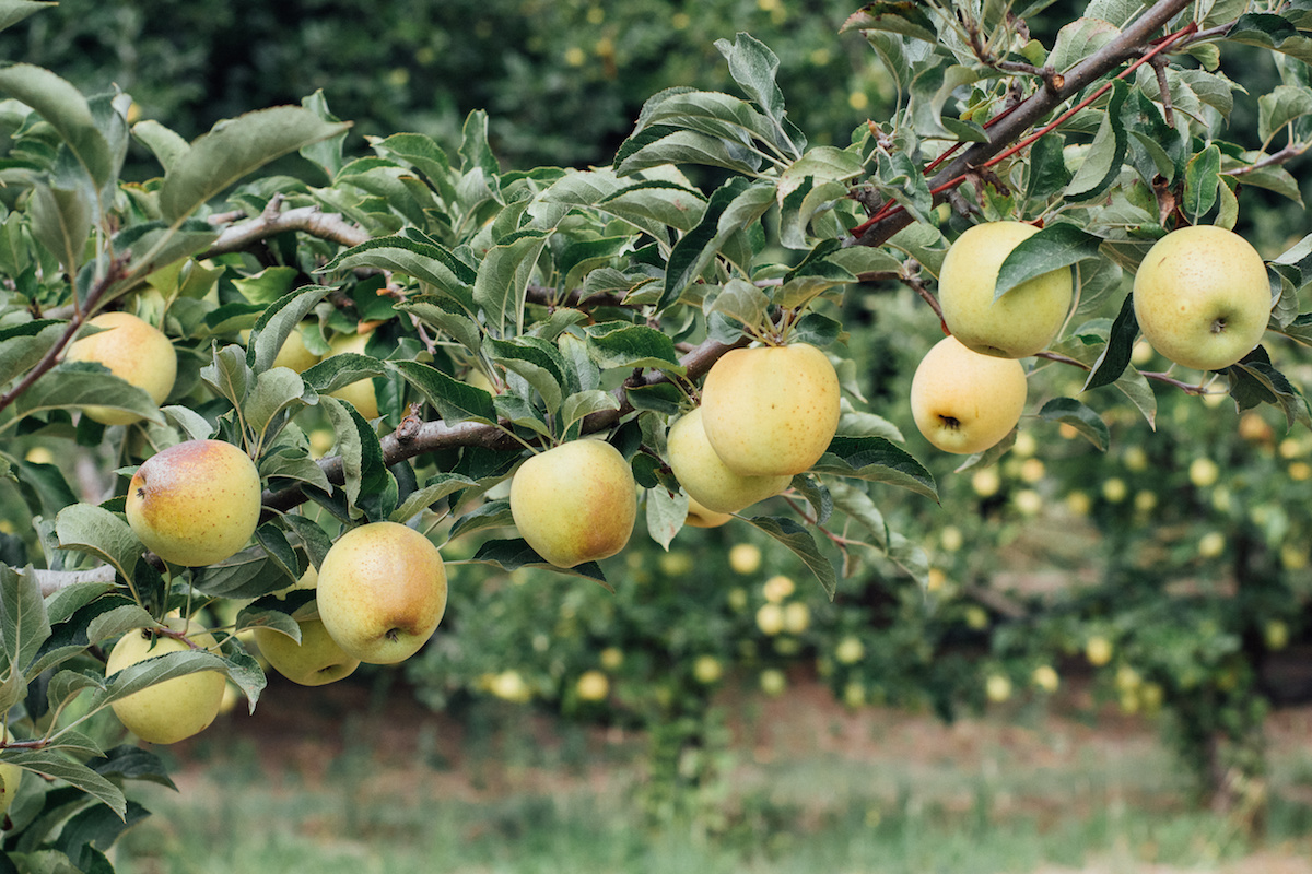 AdobeStock_Arqin_Golden Reinders Apfelwiese Staben FB