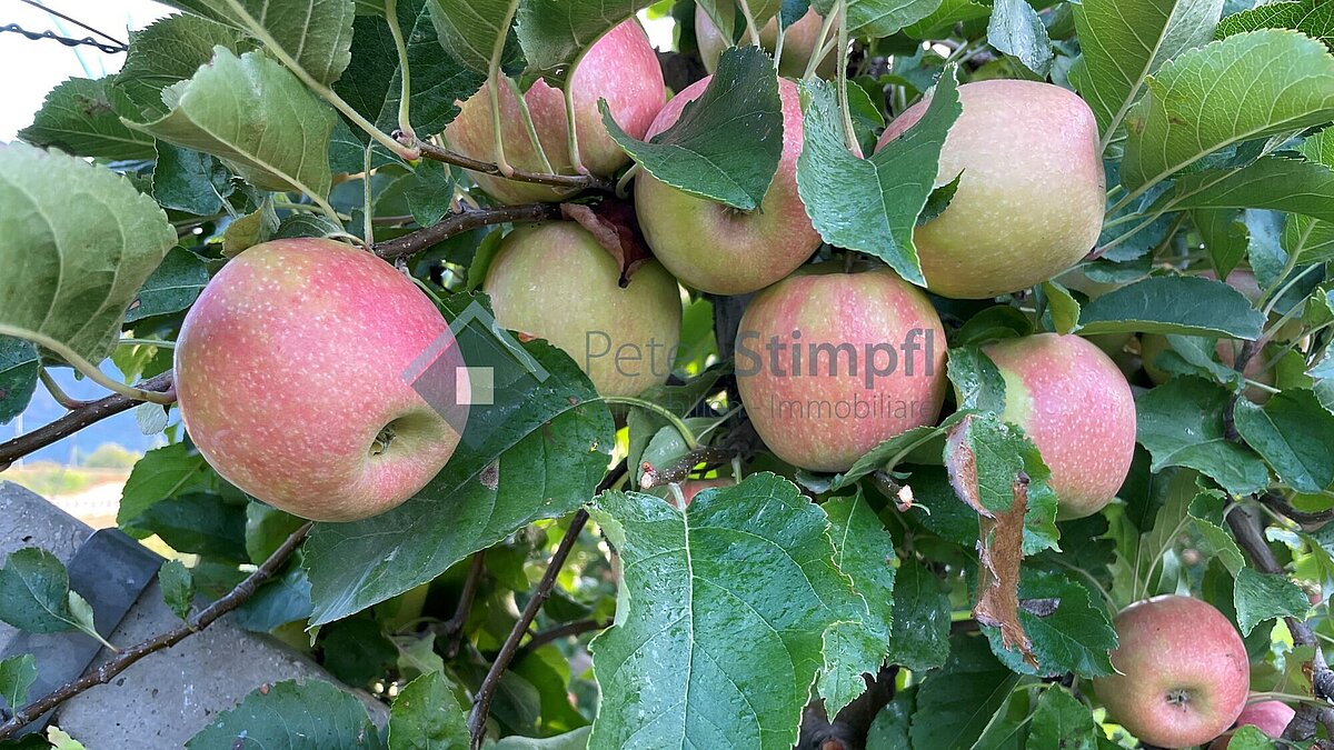 apfel