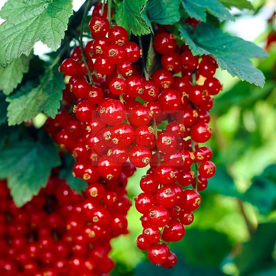 Johannesbeeren